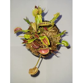 3 Small Giant Venus Flytraps (Fly Trap Carnivorous Plants) 3 inch Pot