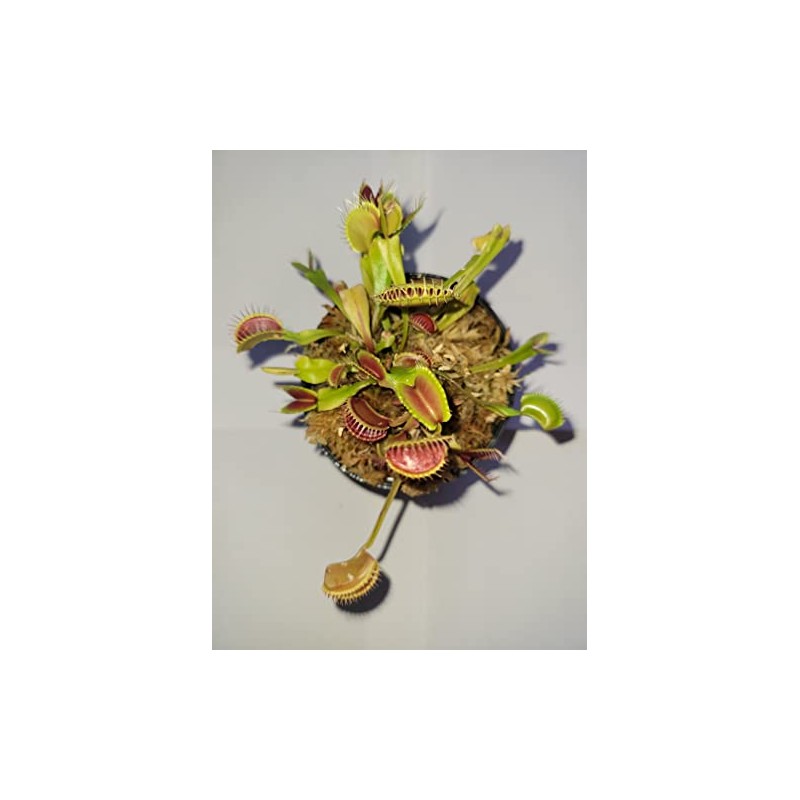 3 Small Giant Venus Flytraps (Fly Trap Carnivorous Plants) 3