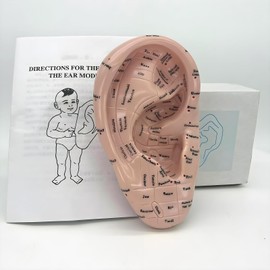Ear Acupuncture Model - 17cm Ear Zone Model, Ear Massage Model, Display Laboratory Supplies, Ear Acupoints Pressure Point Learning