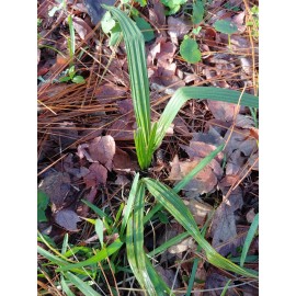 Ready for Outdoors - Patio - Indoor Container 2 small rooted Live FLORIDA SABAL PALMETTO PALM TREE. 6"-10" Garden Plant