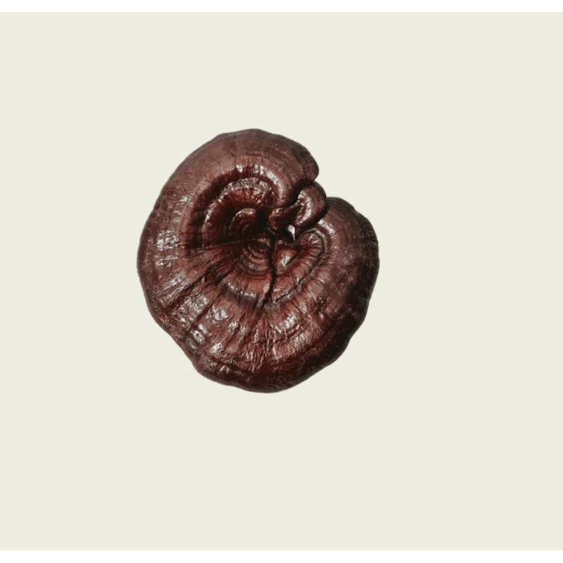 Commons Hongo Reishi en polvo, Suplemento Alimenticio, 50g