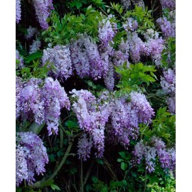 Toadstool Seeds 5 Dark Purple Chinese Wisteria Seeds Vine Climbing Flower Perennial Seed 120
