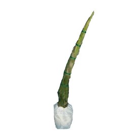 Hawaiian Pineapple Plant (Ananas comosus) - Potted/Rooted - Approx. 22-28 INCHES