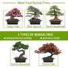 Meekear Growing into Blue Spruce, Chinese Boxwood, Dawn Redwood, Flame
