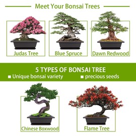 Meekear Growing into Blue Spruce, Chinese Boxwood, Dawn Redwood, Flame Tree, Judas Tree, Indoor Outdoor Home Gardening DIY Gifts