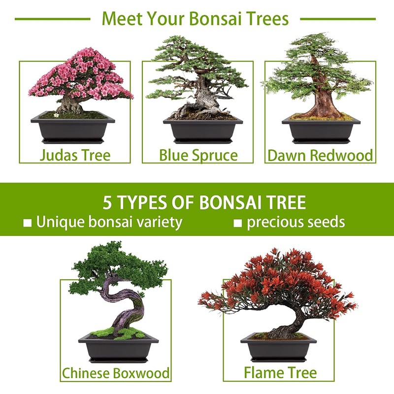 Meekear Growing into Blue Spruce, Chinese Boxwood, Dawn Redwood, Flame