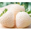 300+ White Alpine Strawberry Seeds: Heirloom, Sweet & Unique Wild