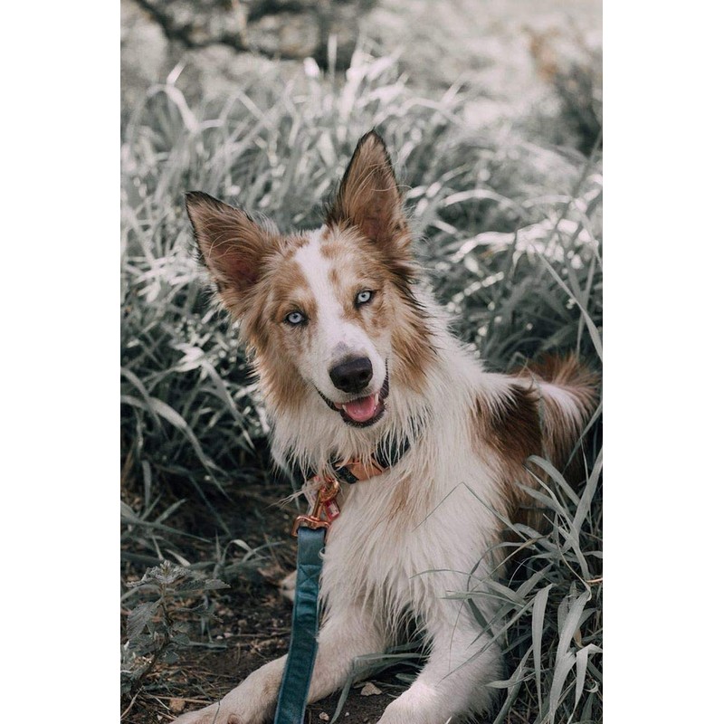 ARING PET Dog Collar and Leash Set, Velvet Dog Collar,