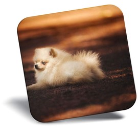 Destination Vinyl ltd Fridge Magnet - Cute Pomeranian Puppy Dog 2693