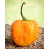 Yellow Carolina Reaper HP22B Pepper Premium Seeds for Planting Packet