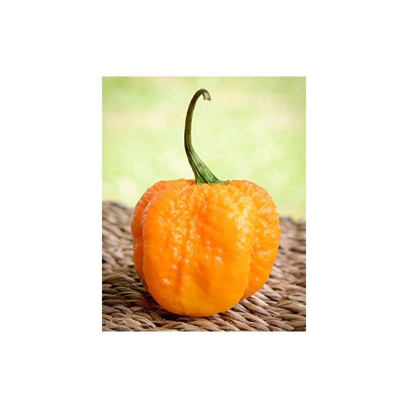 Yellow Carolina Reaper HP22B Pepper Premium Seeds for Planting Packet