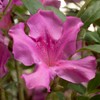 Encore Azalea Autumn Royalty (1 Gallon) Azalea of The Year