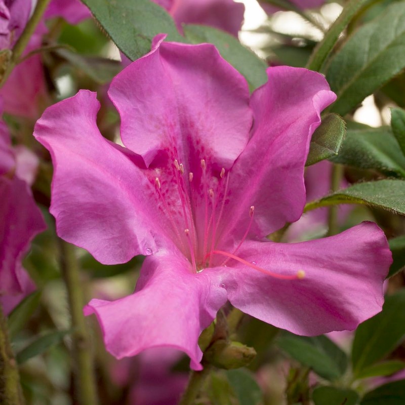 Encore Azalea Autumn Royalty (1 Gallon) Azalea of The Year