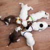 12pcs Puppy ID Collars,Double-Sided Soft Adjustable Identification Pet Collar,Puppy ID