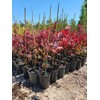 Emperor 1 Red Japanese Maple - Live Plant - (2.5