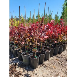 Emperor 1 Red Japanese Maple - Live Plant - (2.5 QT)