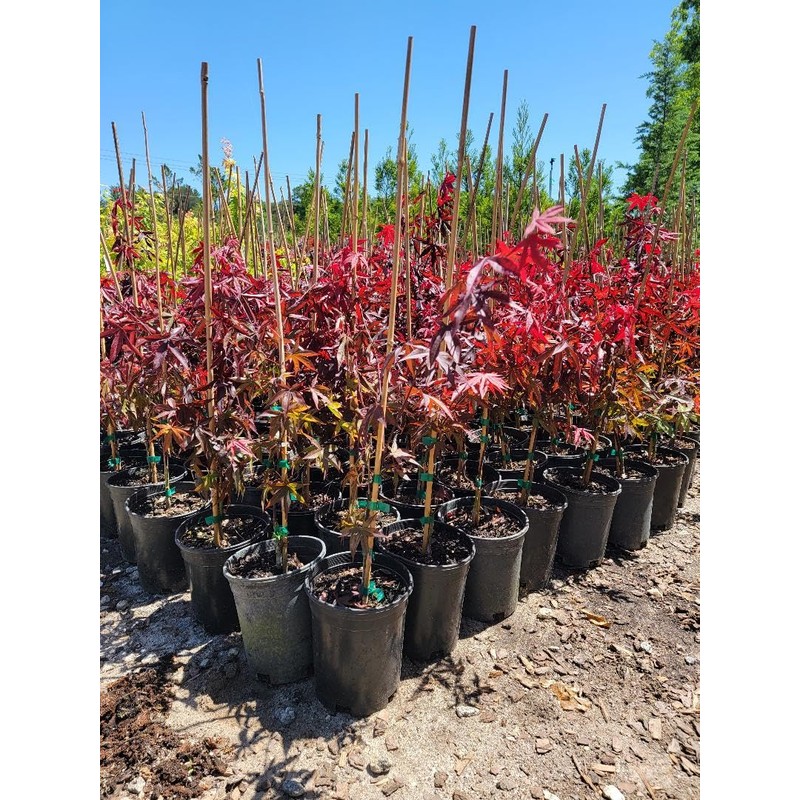 Emperor 1 Red Japanese Maple - Live Plant - (2.5