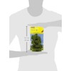 Noch 21660 - Acacia ramificata 15 cm
