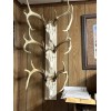 Mega-Buck Products EUROPEAN SKULL BLEACHING(whit