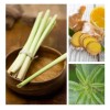 Aromas Para Difusores Profesionales A Base De Aceites 100ml Spa