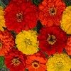 Outsidepride 1000 Seeds Annual Zinnia Elegans Lava Lamp Flower Seed