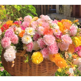 10,000+ Moss Rose Seeds – Heirloom Portulaca Seeds – Easy to Grow, Fast-Growing Annual Flower – Mixed Colors – Drought Tolerant, Non-GMO Ground Cover for Garden Landscaping