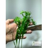 *BUY 2 GET 1 FREE* Microsorum Windelov Java Fern Windelov
