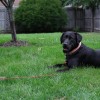 BV 30Ft Heavy Duty Dog Leash Cable For Dogs Up