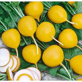 David's Garden Seeds Radish Golden Helios 200 Non-GMO, Heirloom Seeds