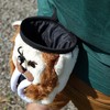 YY Vertical - Sabre Tooth Tiger Chalk Bag for Climbing