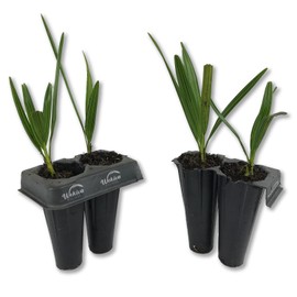 Wekiva Foliage Green Saw Palmetto - 4 Live Starter Plants in 2 Inch Pots - Serenoa Repens 'Green' - Native Ornamental Palms from Florida