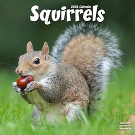 Squirrels Calendar 2026 | 12 Month Wall Calendar | Avonside Publishing | Plastic Free Packaging