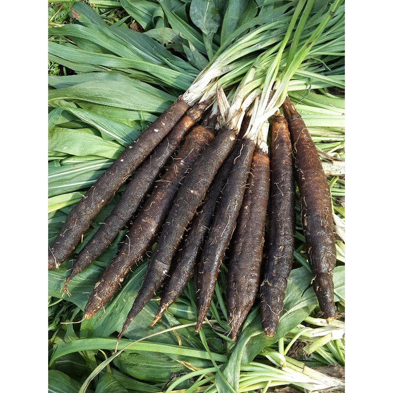 NIKA SEEDS - Vegetable Salsify Black Root - 100 Seeds