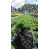 Green Promise Farms JUNIPERUS CONFERTA `Blue Pacific` (‎Shore Juniper) Shrub,