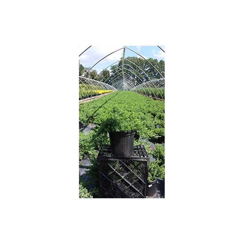 Green Promise Farms JUNIPERUS CONFERTA `Blue Pacific` (‎Shore Juniper) Shrub,