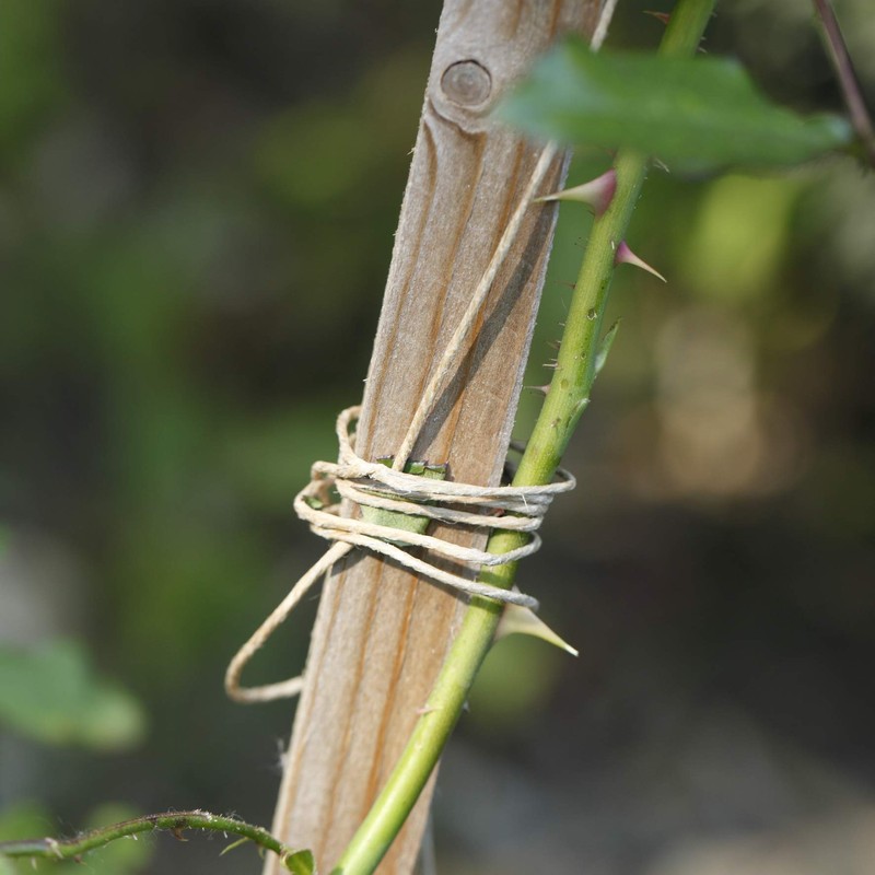 La cordeline 250 GR 10251 2.3 mm Wide ± 125