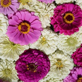 Outsidepride 2000 Seeds Annual Zinnia Elegans Blueberry Cheesecake Flower Seed Mix for Planting