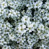 Outsidepride 5000 Seeds Annual White Lobelia Ground Cover Seeds for