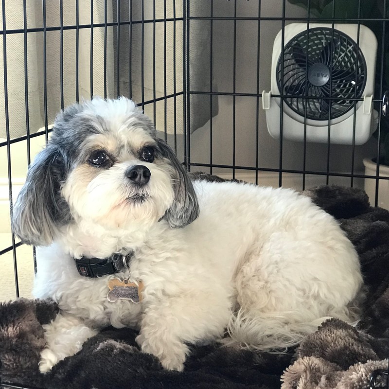 Treva 5-inch Pet Crate Fan for Cooling Dogs and Other
