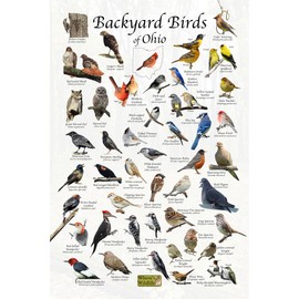Where's Wildlife Backyard Birds of Ohio Bird Identification Poster (8" x 12")
