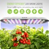SUNHY Hydroponics Growing System, Indoor Hydroponic Garden Hydroponic Grow Kit