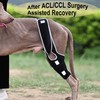 WENQUSEN Dog Leg Support - for Leg Wounds After Surgery