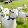 12 Pack Adjustable Goat Collars with Bells Numbered Tags