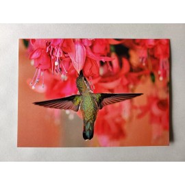 Unbranded Hummingbird Nature Wildlife 5X7 Photograph Greeting Card Blank W/Envelope