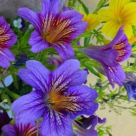 Chilean Morning Glory Seeds - 100pcs Mixed Color Seeds for Stunning Flowers