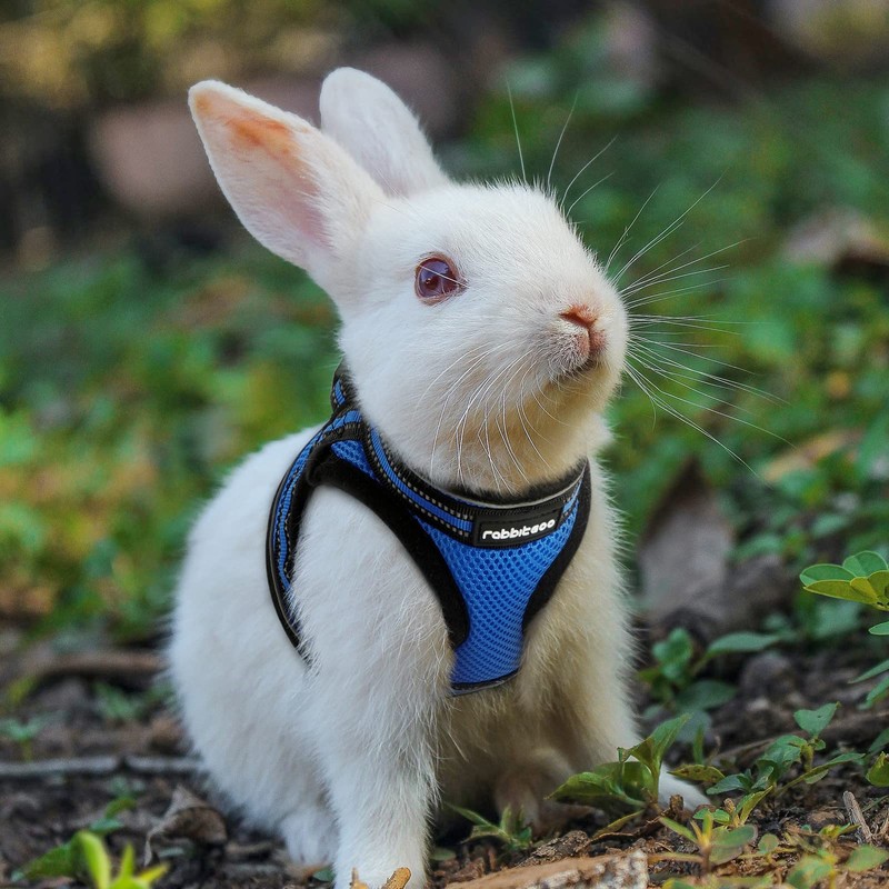 rabbitgoo Cat Harness and Leash Set for Walking Escape Proof,