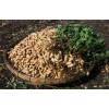 TomorrowSeeds Jumbo Bailey Virginia Peanut Seeds | For 2025 Planting