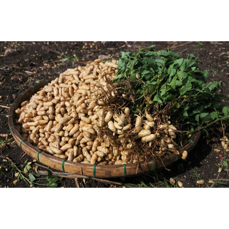 TomorrowSeeds Jumbo Bailey Virginia Peanut Seeds | For 2025 Planting