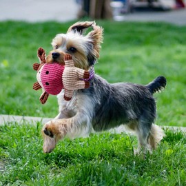 ZHEYU Juguete Interactivo de Cuerda para Perros, Resistente para Perros medianos y pequeños, Duradero Juguete para Cachorros Durante la dentición, Juguete de Cuerda masticable. (Blanco（7piezas Vaca）)