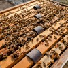 Varroxsan Oxalic Acid Strips - Varroa Mite Treatment for Beehives